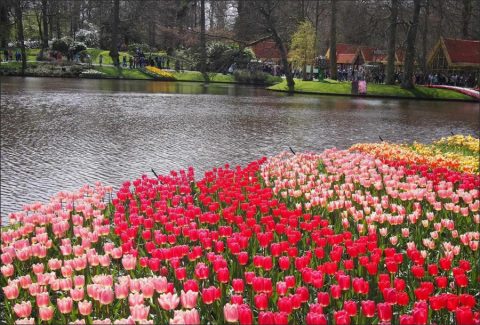 Love of Tulip Gardens of Dutch People