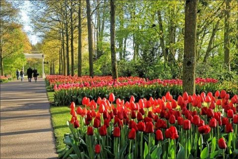 There's a lot more to Amsterdam than just tulips