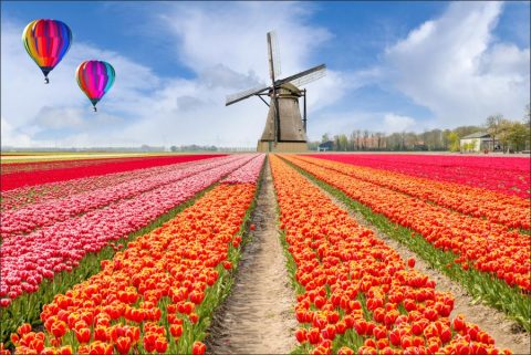 There's a lot more to Amsterdam than just tulips