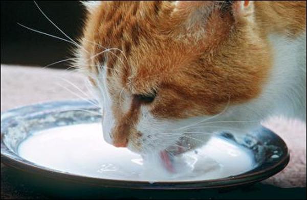 Mystery of how cats drink finally solved
