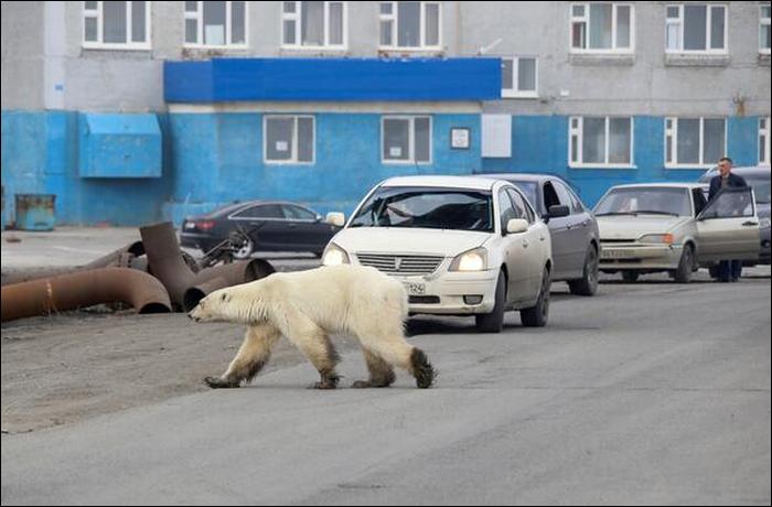 Hungry polar bear landed into the Siberian city