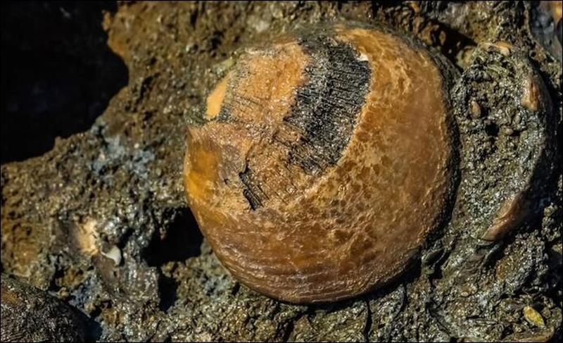 70-million-year-old fossil found in Canada