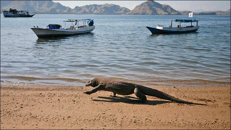 Indonesia's Komodo Island to be closed in 2020