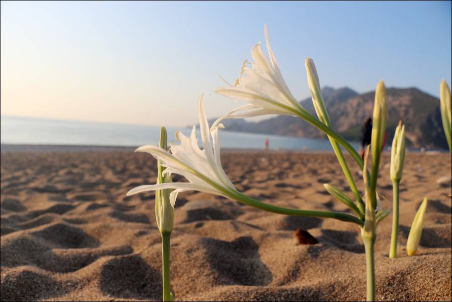 Sand Lily: The endemic beauty of the Mediterranean