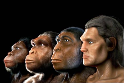The chronological evolutionary process of the human species