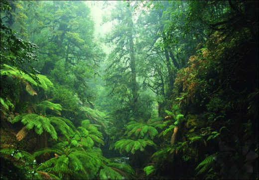 Unknown features of rainforests