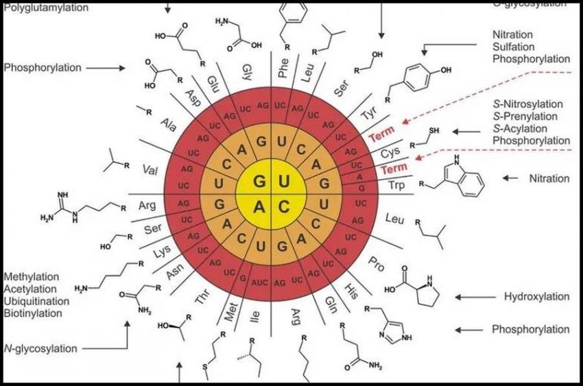 genetic-decoding-made-in-atlantis